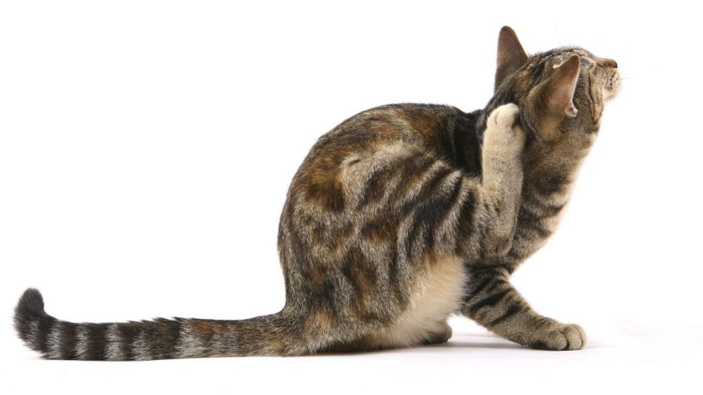 At genkend almindelige parasitter hos katte og behandle dem effektivt